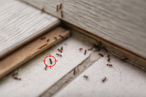 Best Mosquito Control Services  in Hildebran, NC