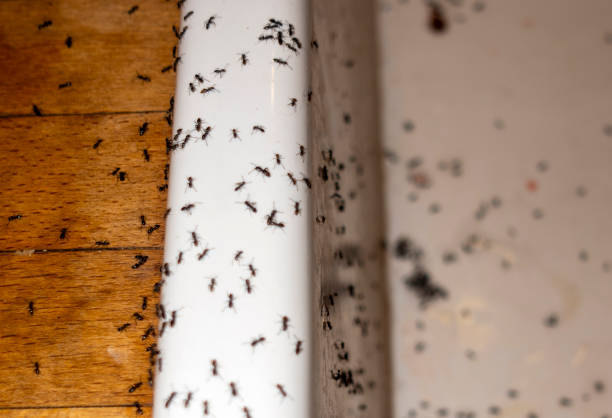 Best Commercial Pest Control Services  in Hildebran, NC