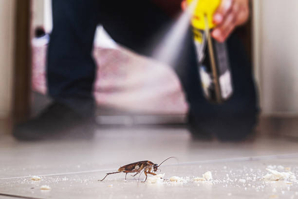 Best Spider Control Near Me  in Hildebran, NC