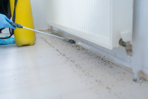 Trusted Hildebran, NC Pest Control Experts